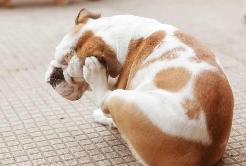 Mijn hond krabt constant: allergie, vlooien of stress?