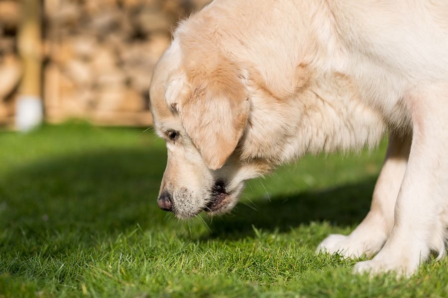 Mijn hond moet vaak overgeven: mogelijke oorzaken en eenvoudige oplossingen